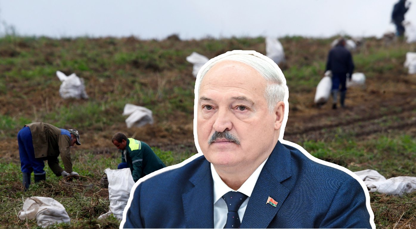 Lukašenkai nepatiks? Baltarusiai vis mažiau valgo bulvių ir tingi jas valyti